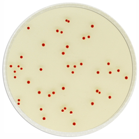 [201385] CHROMagar™ Campylobacter, 20 ready-to-use plates