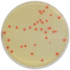 [201428] CHROMagar™ C.perfringens, 20 lietošanai gatavas platītes