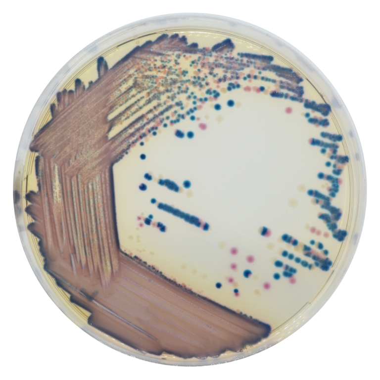 [201475] CHROMagar™ COL-APSE, 20 ready-to-use plates