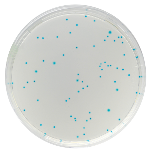 [201418] CHROMagar™ E.coli, 20 kasutusvalmis tassi
