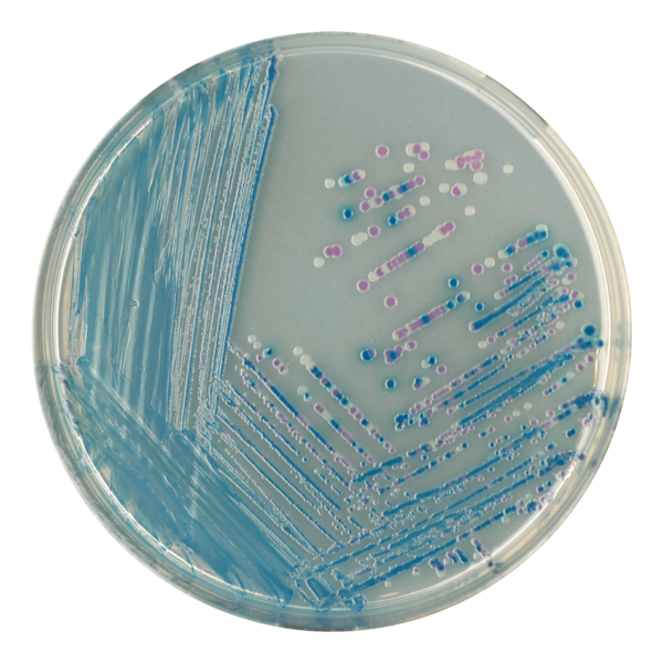 CHROMagar E. coli O157, 20 plates