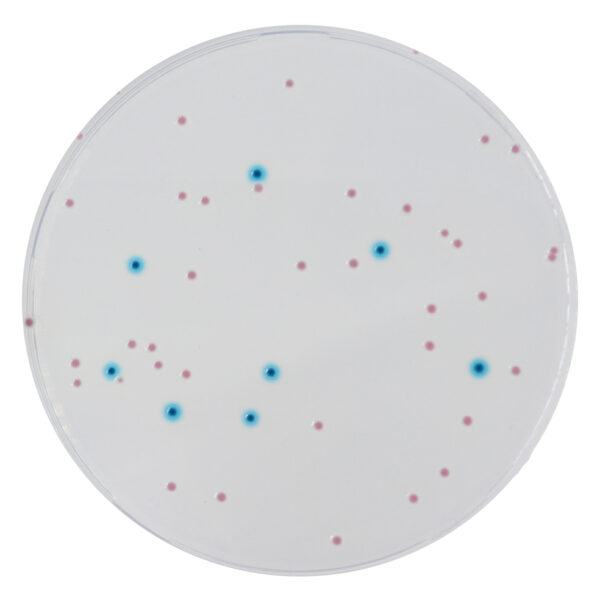 [201426] CHROMagar™ Enterobacteria, 20 ready-to-use plates