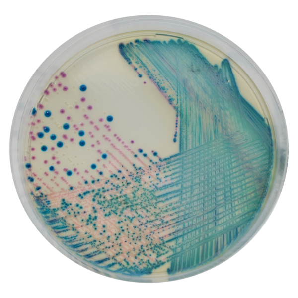 CHROMagar™ KPC, 20 ready-to-use plates