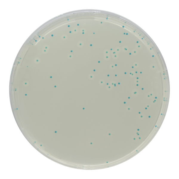[201440] CHROMagar™ Listeria, 20 lietošanai gatavas platītes