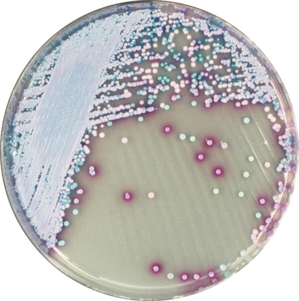 [201407] CHROMagar™ Malassezia, 20 lietošanai gatavas platītes