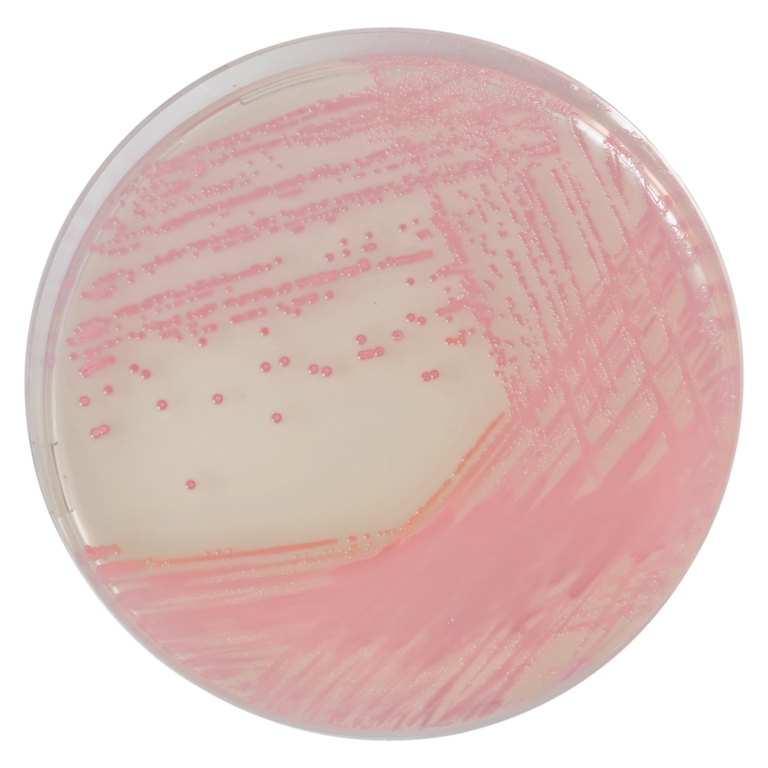 CHROMagar MRSA, 20 plates
