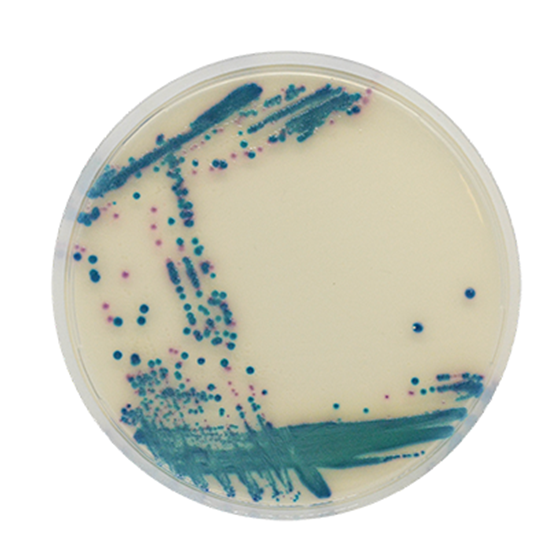 CHROMagar mSuperCARBA / ESBL, 20 bi-plates