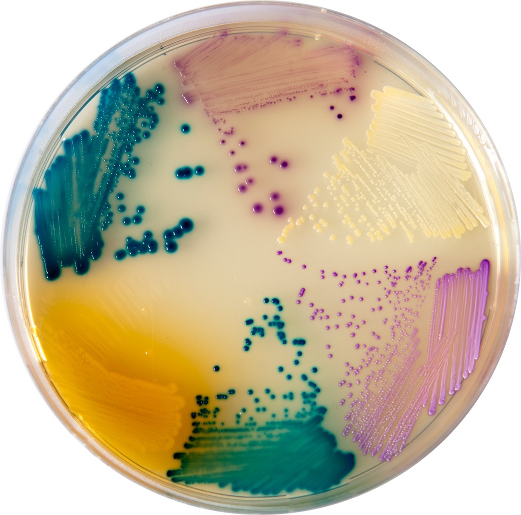CHROMagar Orientation, 20 plates