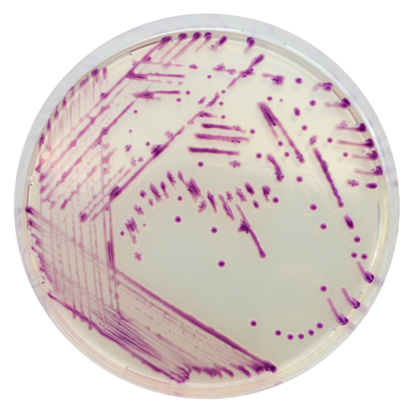 [201439] CHROMagar™ Pasteurella, 20 lietošanai gatavas platītes