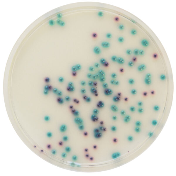 [201480] CHROMagar™ Pseudomonas, 20 ready-to-use plates