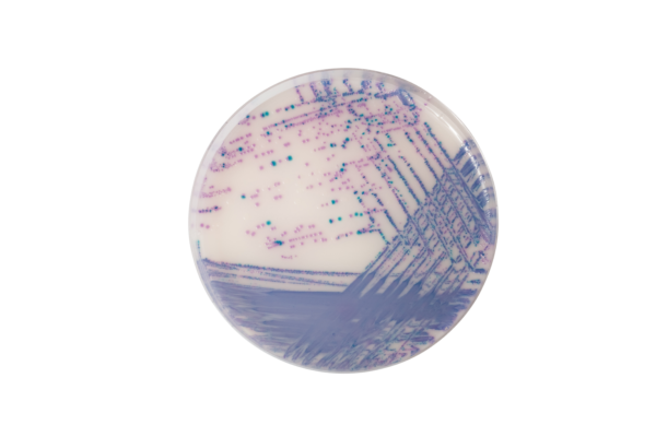 CHROMagar Salmonella plus, 20 plates