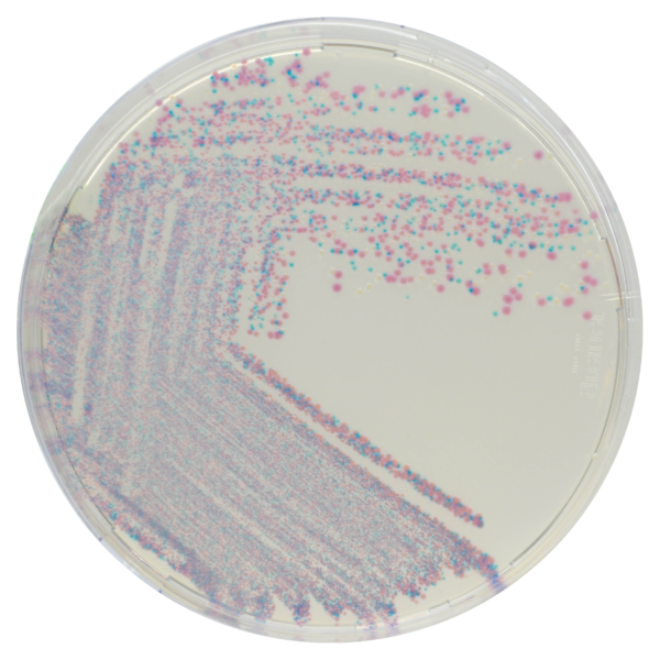 [201427] CHROMagar™ Staphylococcus, 20 lietošanai gatavas platītes