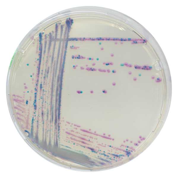 [201429] CHROMagar™ Streptococcus, 20 kasutusvalmis tassi