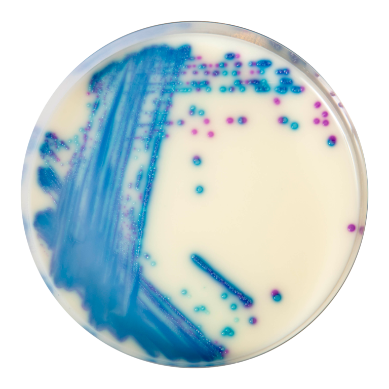 CHROMagar VRE, 20 Plates