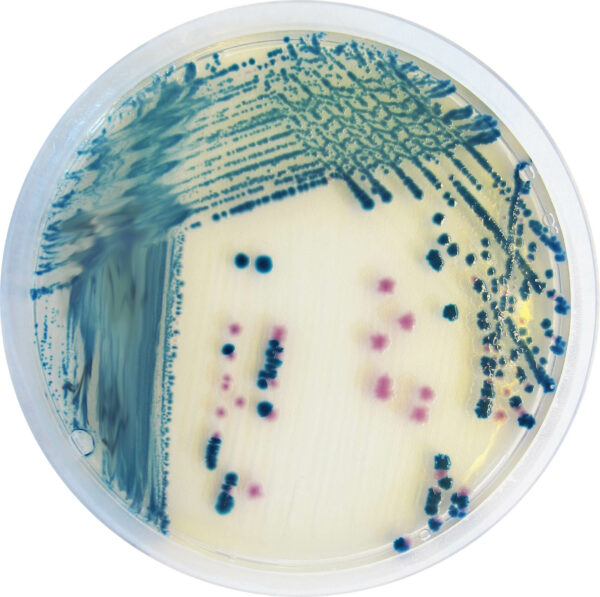 [201484] CHROMagar™ Y.enterocolitica, 20 lietošanai gatavas platītes