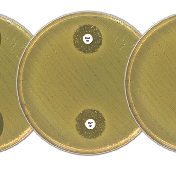 [171712] MAST® CAT-ID - Carbapenemase Activity tests (D71C), 5 × 50 discs
