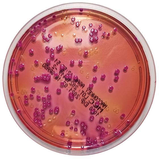MacConkey-Agar with crystal violet, 20 plates