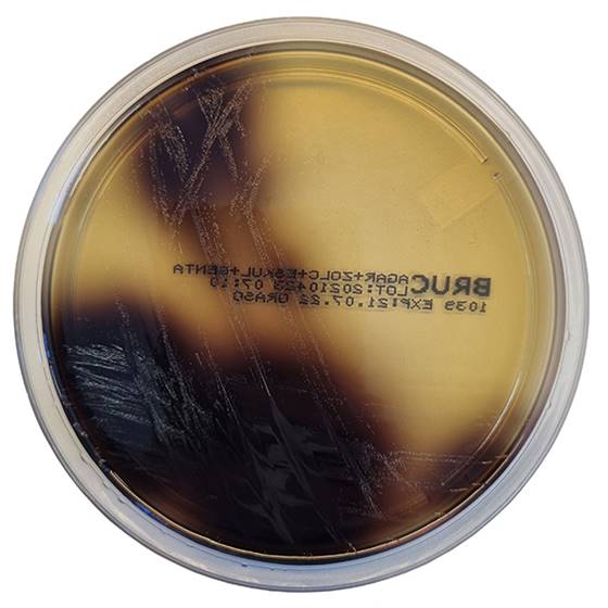 [201070] Bile Esculin Azide Agar (Enterococcosel), 20 kasutusvalmis tassi