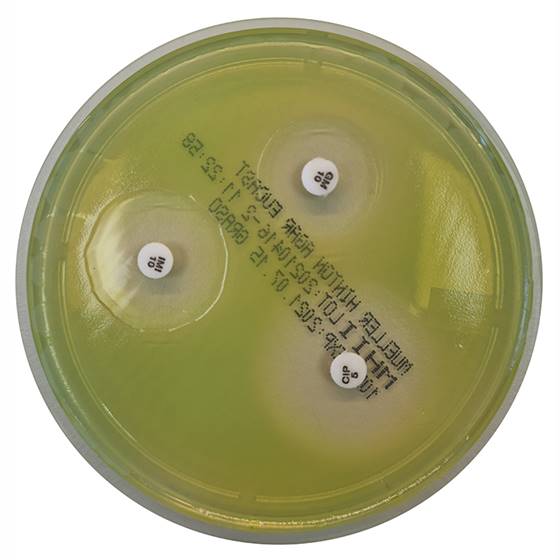 [201051] Mueller Hinton II Agar (EUCAST), 20 ready-to-use plates