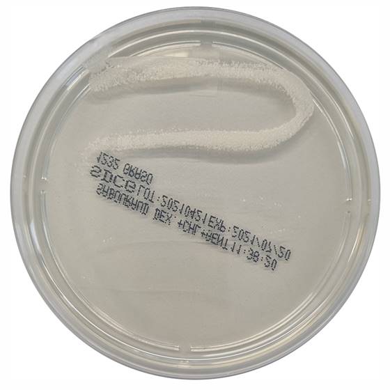 Sabouraud-Dextrose-Chloramphenicol-Agar, 20 plates