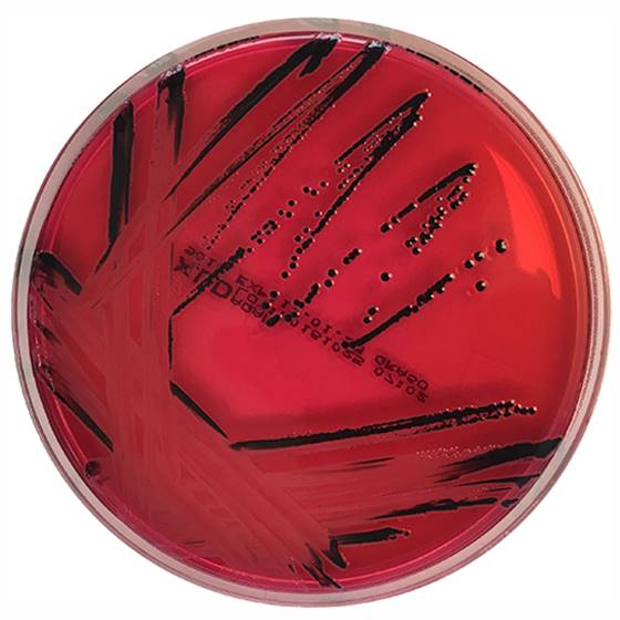 XLD Agar acc.  EN ISO 6579, 20 plates