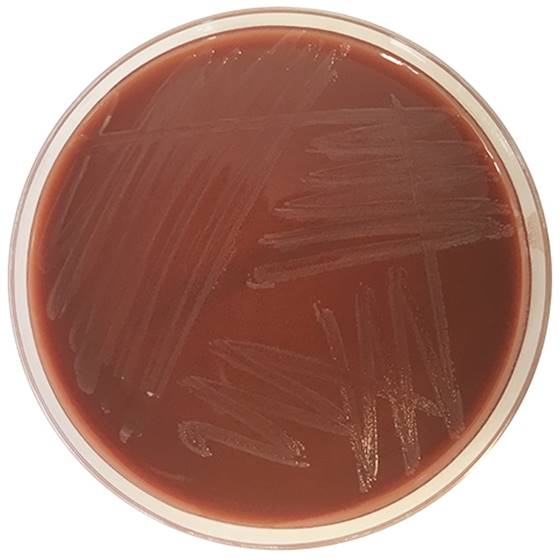 Haemophilus Chocolate Agar with Bacitracin, 20 ready-to-use plates