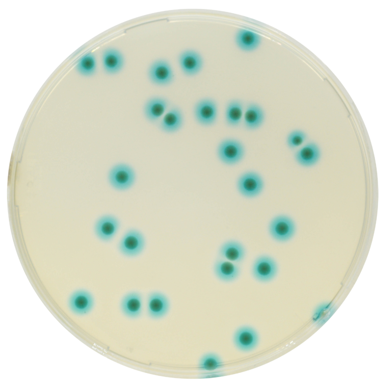 CHROMagar™ B.cepacia