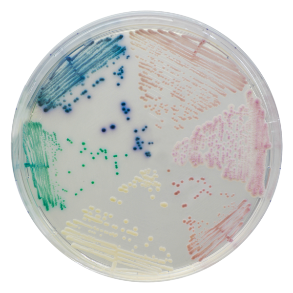 [201400] CHROMagar™ Candida, 20 kasutusvalmis tassi