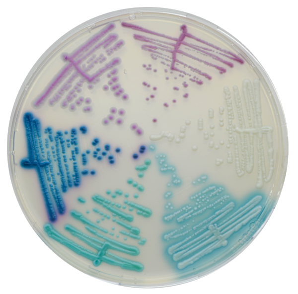 CHROMagar Candida Plus, 20 plates