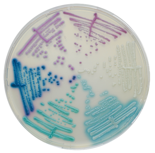 [201406] CHROMagar Candida Plus, 20 plates