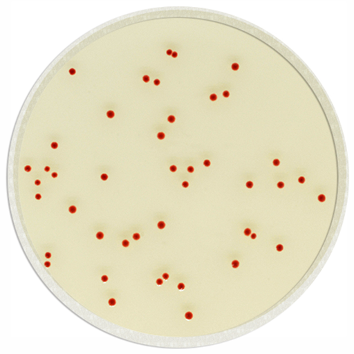 [201385] CHROMagar Campylobacter, 20 plates
