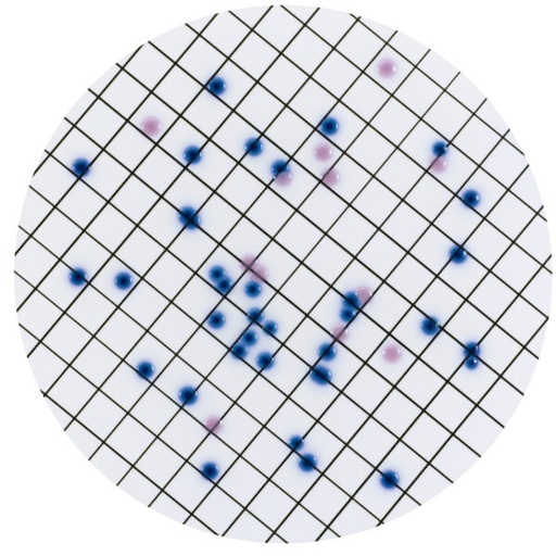 [201431] CHROMagar CCA , 20 plates