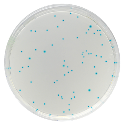 [201418] CHROMagar E.coli, 20 plates