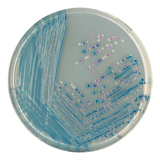 [201430] CHROMagar E. coli O157, 20 plates