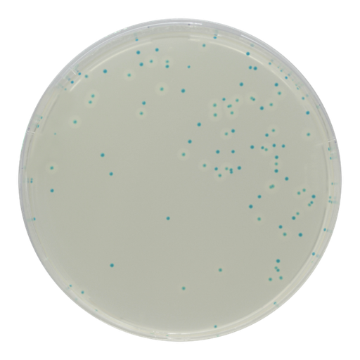 [201440] CHROMagar Listeria, 20 plates