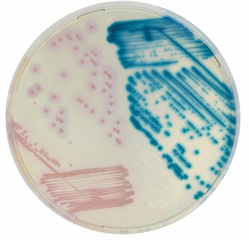 [201476] CHROMagar LIN-R, 20 plates