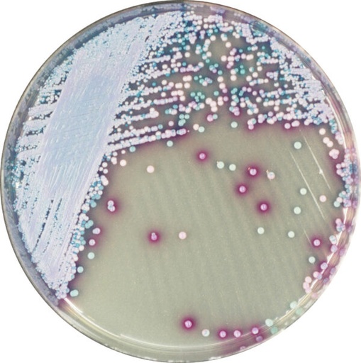 [201407] CHROMagar Malassezia, 20 plates