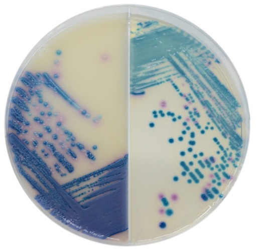[202034] CHROMagar Mastitis GP / GN, 20 bi-plates