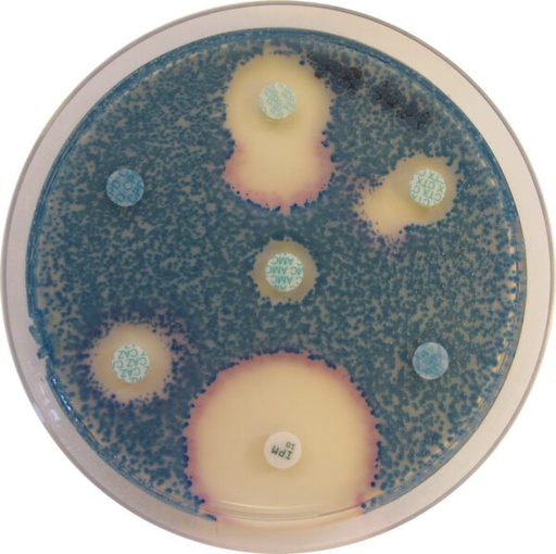 [201414] CHROMagar MH-Orientation , 20 plates