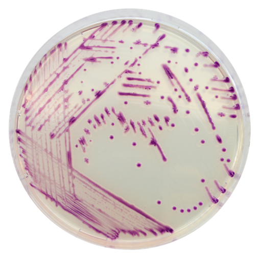 [201439] CHROMagar Pasteurella, 20 plates