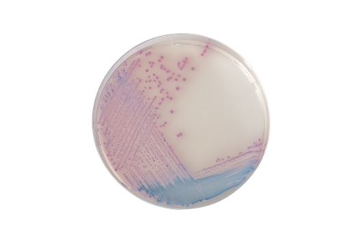 [201420] CHROMagar Salmonella, 20 plates