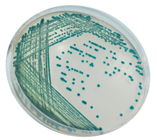 [201403] CHROMagar Serratia, 20 plates