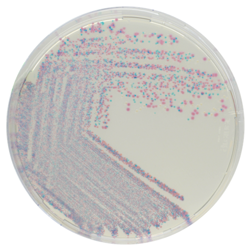 [201427] CHROMagar Staphylococcus, 20 plates