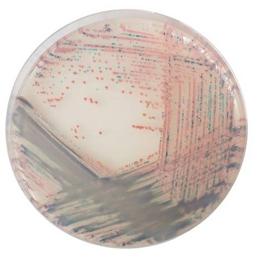 [201404] CHROMagar Staph aureus, 20 plates