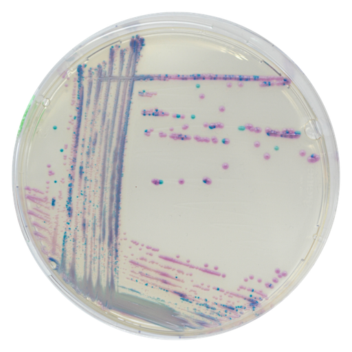 [201429] CHROMagar Streptococcus , 20 plates