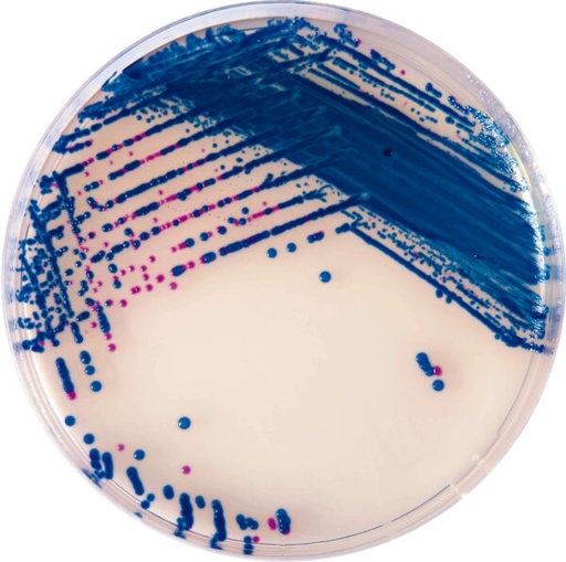 [201007] CHROMagar StrepB, 20 plates
