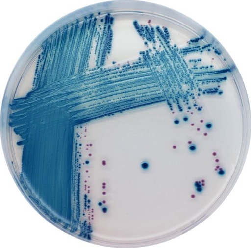 [201381] CHROMagar STEC, 20 plates