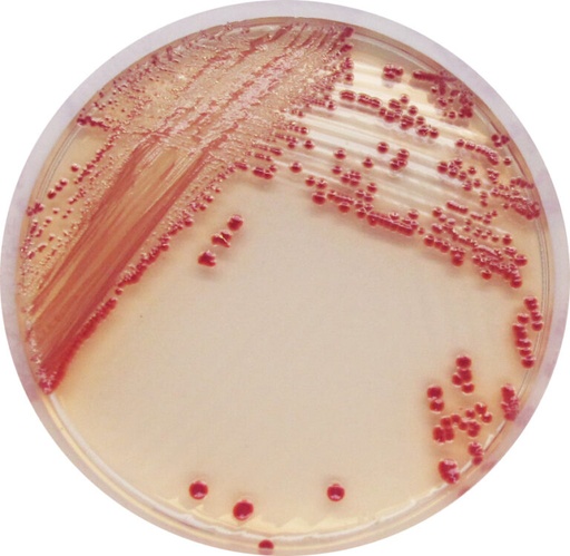 [201481] CHROMagar Acinetobacter, 20 plates