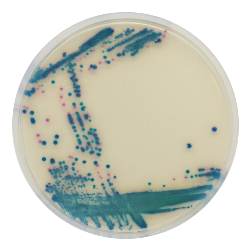 [201470] CHROMagar ESBL, 20 Plates