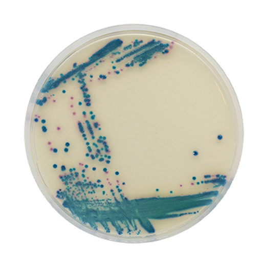 [202057] CHROMagar ESBL / VRE, 20 bi-plates